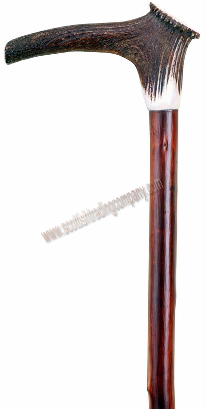 Staghorn Crown Handle Stick - Click Image to Close