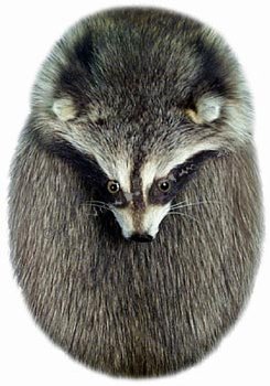 Raccoon Head On Sporran
