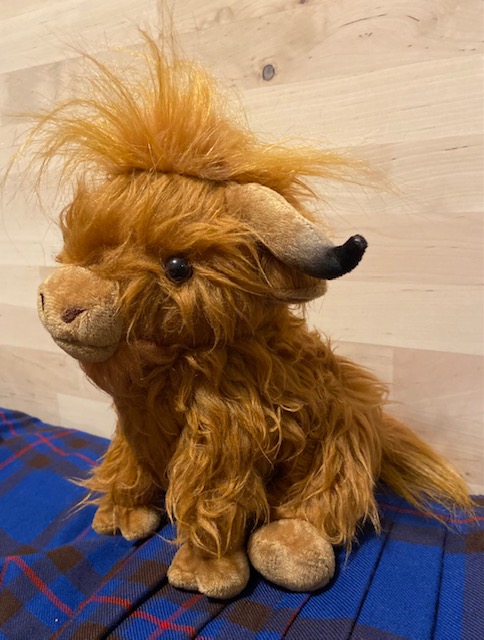 Hamish the Highland Cow