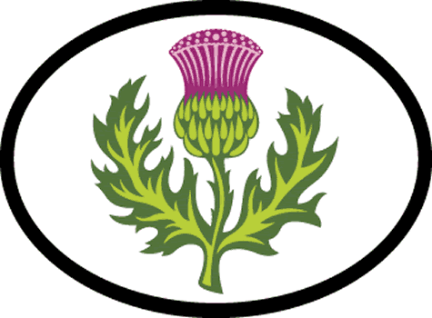 Scottish Thistle Decal