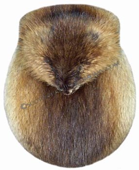 Brown Muskrat Head On Sporran - Click Image to Close