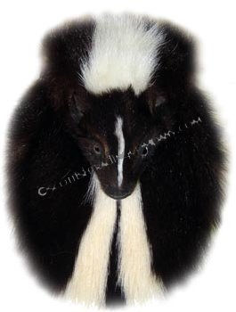 Skunk Head On Sporran