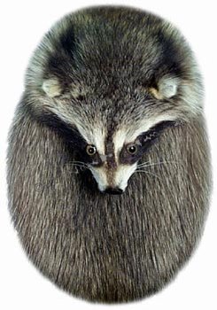 Raccoon Head On Sporran - Click Image to Close