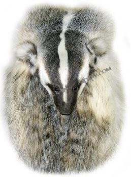 Badger Head On Sporran - Click Image to Close