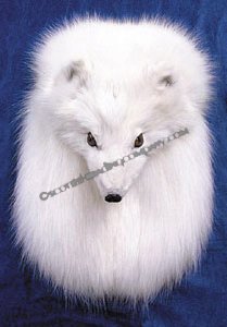 Arctic Fox Head On Sporran - Click Image to Close