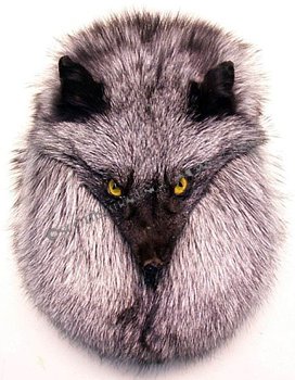 Silver Fox Head On Sporran - Click Image to Close